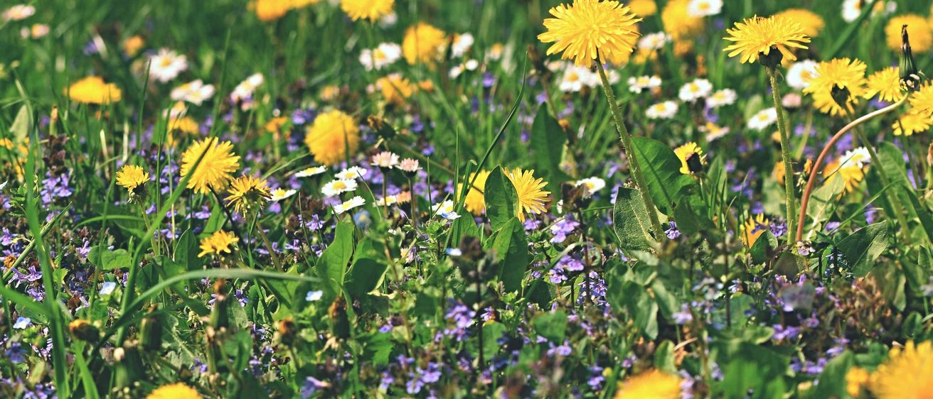 Field, Grassland, Nature, Outdoors, Meadow, Flower, Daisy, Anemone, Petal, Grass