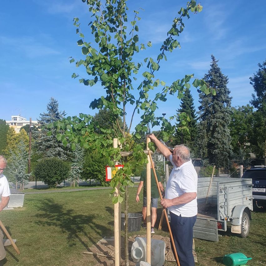 Ein älterer Mann pflanzt einen Baum in einem Park mit einem Anhänger und anderen Leuten in der Nähe. Der Baum hat einen roten Anhänger.