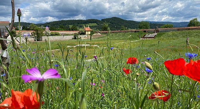Eine farbenfrohe Wiese mit einer Vielzahl bunter Blumen, darunter rote Mohnblumen, lila Blumen und blaue Kornblumen, vor dem Hintergrund von sanften Hügeln und einem bewölkten Himmel.