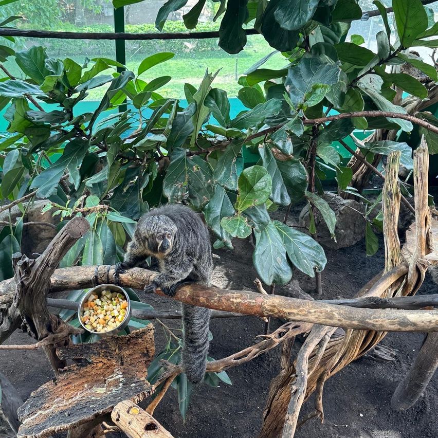 Ein kleiner grauer Affe sitzt auf einem Ast in einem Zoo, umgeben von großen grünen Blättern. Ein Korb mit Essen hängt am Ast.