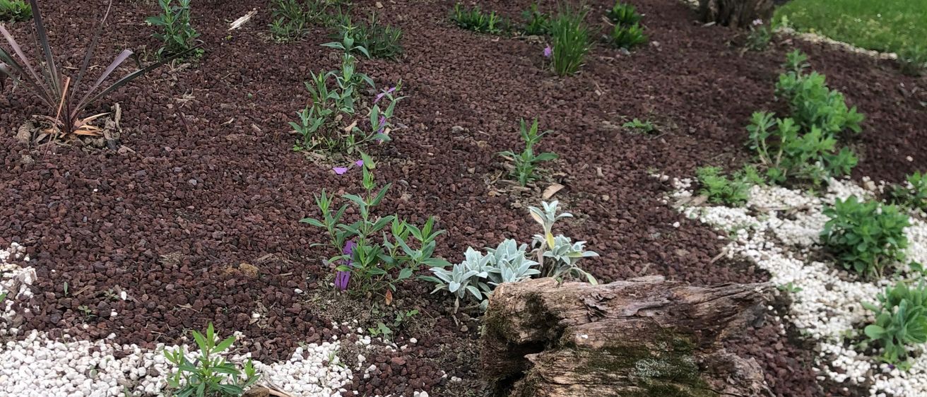 A garden with brown soil, scattered white pebbles, and a variety of plants. Some plants have purple flowers. A large brown log is in the center.