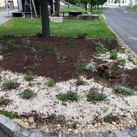 Ein Garten mit brauner Erde und weißem Kies, umgeben von einer Bordsteinkante. Lila Blumen und grüne Pflanzen sind im Garten verstreut. Ein Baumstumpf befindet sich auf der rechten Seite. In der Ferne gibt es eine Straße mit einem Gebäude und einer Bank.