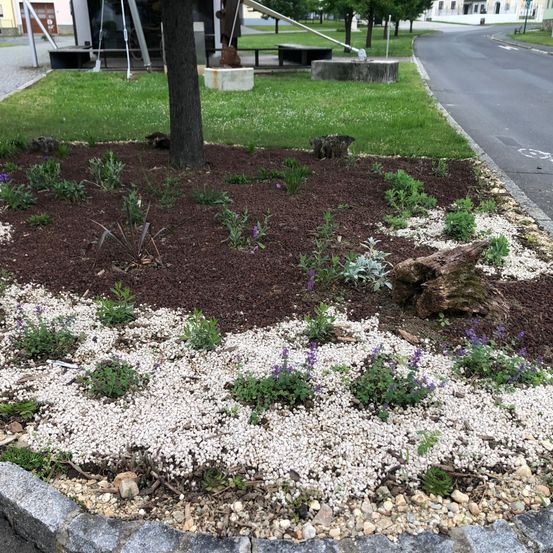A garden with brown soil and white gravel, surrounded by a curb. Purple flowers and green plants are scattered throughout the garden. A tree trunk is on the right side. In the distance, there is a road with a building and a bench.