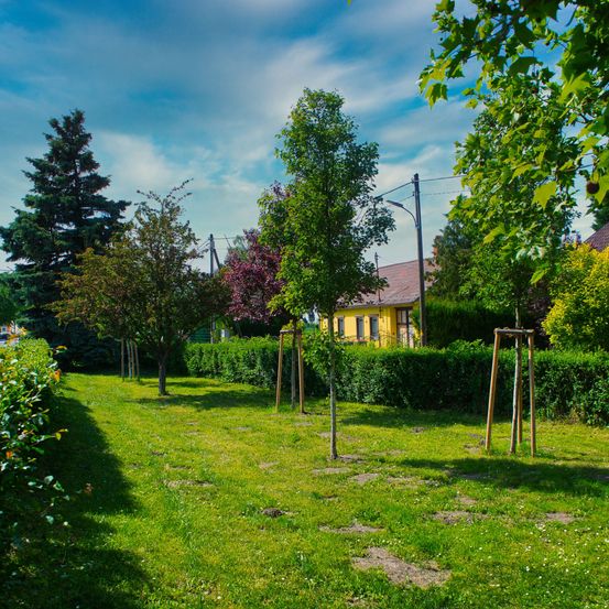 Ein Garten mit mehreren jungen Bäumen und einem gelben Haus im Hintergrund, unter einem blauen Himmel mit Wolken.