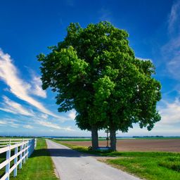 Eine ländliche Straße führt an einem großen Baum und einem weißen Zaun vorbei, mit blauem Himmel und Wolken im Hintergrund.