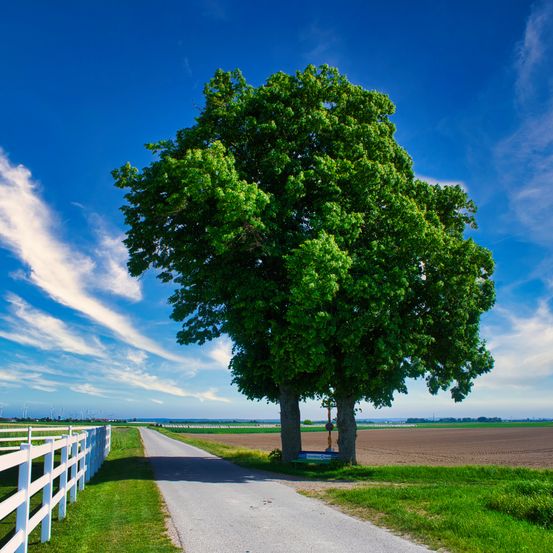 Eine ländliche Straße führt an einem großen Baum und einem weißen Zaun vorbei, mit blauem Himmel und Wolken im Hintergrund.