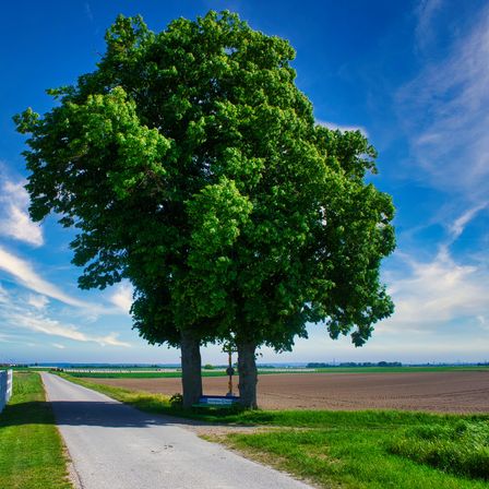 Eine malerische Landstraße, gesäumt von üppigem Grün, mit einem hohen Baum und einem weißen Zaun, vor dem Hintergrund eines blauen Himmels und entfernter Windturbinen.