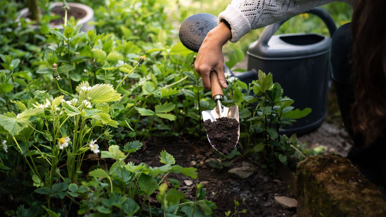 Eine Person pflegt einen Garten und verwendet einen Spaten, um Erde zu einer Erdbeerpflanze hinzuzufügen. Der Garten ist üppig mit grünen Blättern.