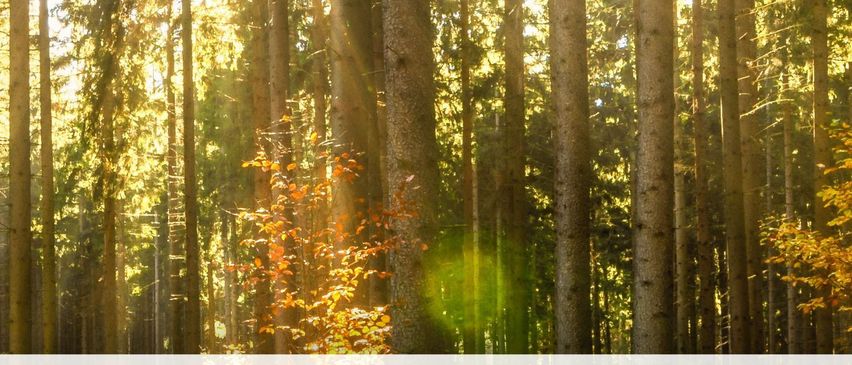 Bild enthält, Vegetation, Sunlight, Advertisement, Poster, Land, Outdoors, Tree, Woodland, Grove, Sky