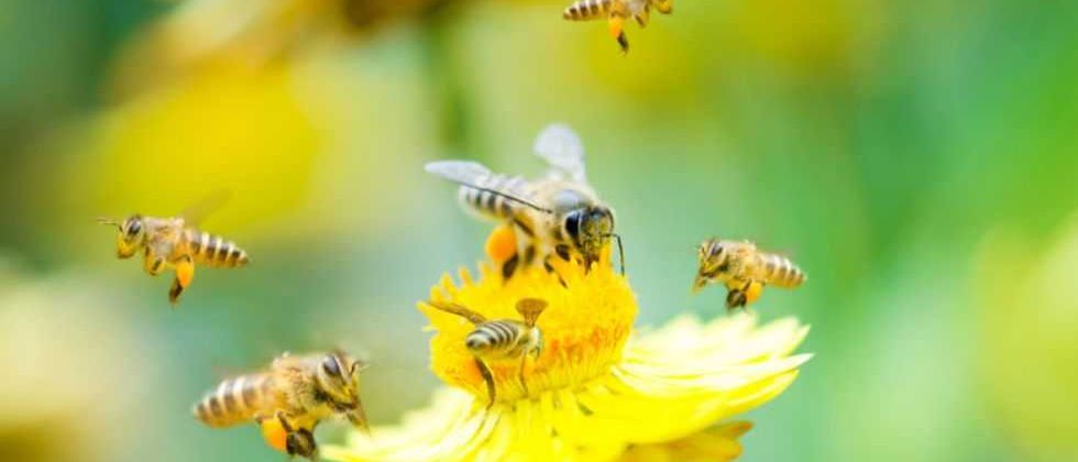 Bild enthält, Animal, Bee, Honey Bee, Insect, Invertebrate, Wasp, Apidae