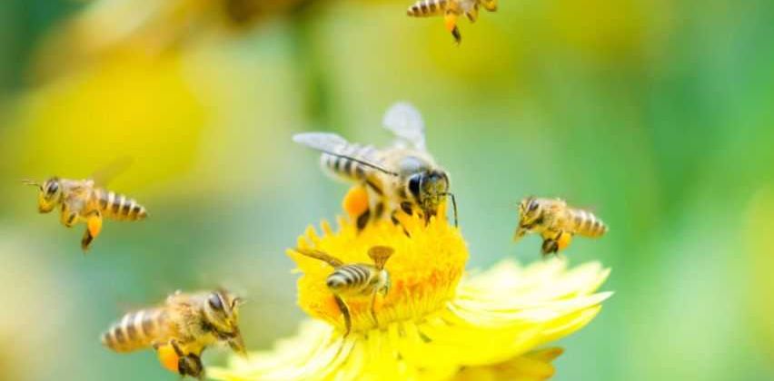 Bild enthält, Animal, Bee, Honey Bee, Insect, Invertebrate, Wasp, Apidae