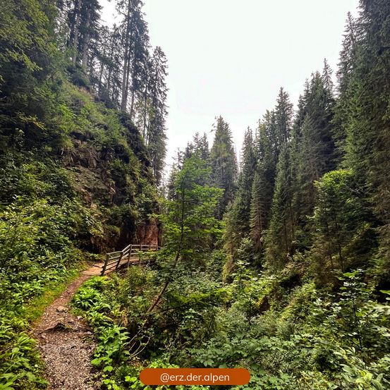 Ein bewaldeter Pfad führt durch einen dichten Wald, mit einer Holzbrücke über einem kleinen Bach. Hohe Bäume umgeben den Pfad, und eine felsige Klippe ist links sichtbar.