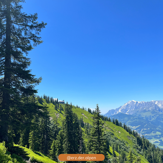 Ein Hang mit üppigen grünen Bäumen und einer Bergkette im Hintergrund unter einem klaren blauen Himmel. Das Bild enthält einen Wasserzeichen '@erz.der.alpen'.