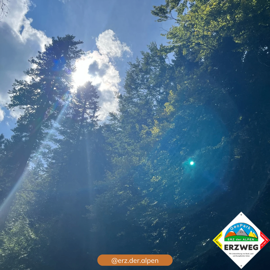 Ein heller Sonnenschein beleuchtet eine Baumkrone, wobei das Sonnenlicht durch die Blätter fällt. Das Bild zeigt ein Logo für Erz der Alpen, das einen Gebirgszug darstellt.
