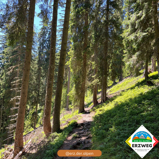 Ein Wanderweg durch einen Wald hoher Bäume mit einem Schild, das Erzweg liest.