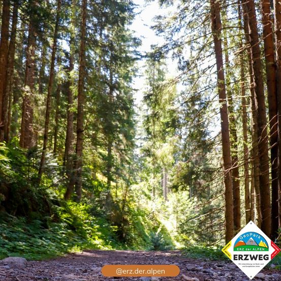 Ein unbefestigter Pfad führt durch einen dichten Wald mit hohen Bäumen und üppigem Unterholz. Der Pfad ist von Grün umgeben, und Sonnenlicht fällt durch die Baumkronen. Das Erzweg-Logo ist auf der rechten Seite des Bildes sichtbar.