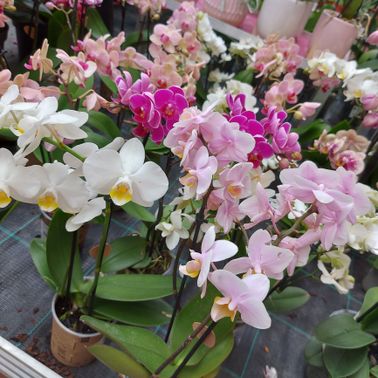 Bild enthält, Flower, Plant, Flower Arrangement, Petal, Geranium, Flower Bouquet, Orchid, Potted Plant