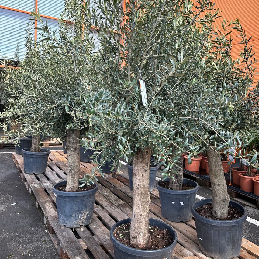 Eine Reihe von Olivenbäumen in Töpfen auf Holzpaletten, mit einem Gebäude im Hintergrund.