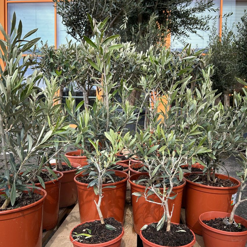 Nahaufnahme von mehreren Topf-Olivenbaumen, die auf einer Holzpalette stehen, mit einem unscharfen Hintergrund eines Gebäudes mit weißen Jalousien.