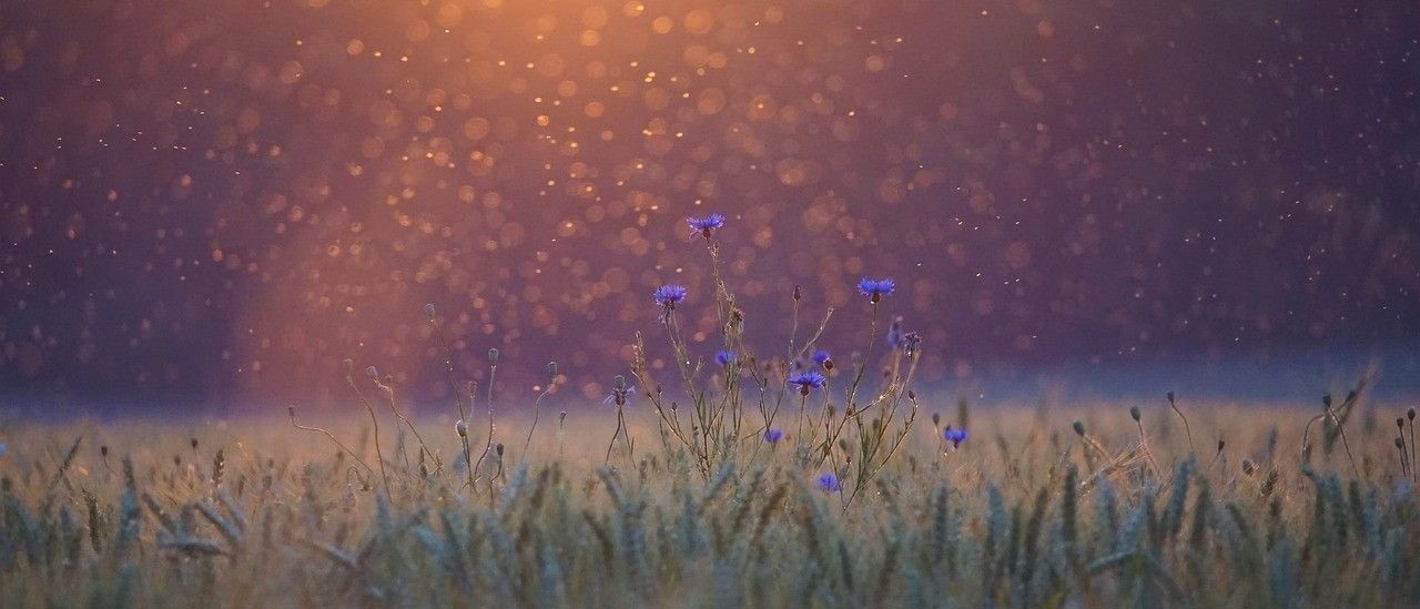 Bild enthält, Grass, Outdoors, Nature, Field, Sky, Weather, Grassland, Scenery, Landscape, Night