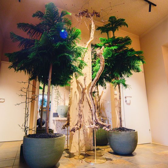 Bild enthält, Plant, Potted Plant, Floor, Flooring, Tree, Cookware, Pot, Person, Flower, Flower Arrangement