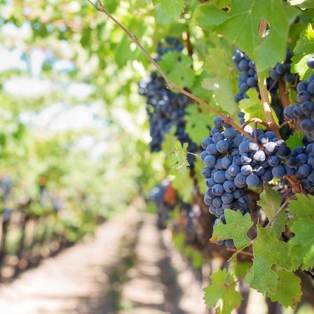 Bild enthält, Nature, Outdoors, Countryside, Rural, Farm, Plant, Vineyard, Vine, Fruit, Grapes