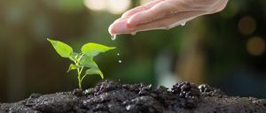 Eine Hand gießt vorsichtig eine junge Pflanze in Erde, wobei Wassertropfen spritzen. Die Pflanze ist klein mit grünen Blättern, und die Erde ist dunkelbraun.