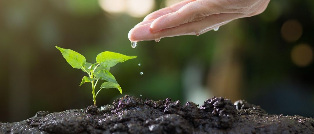 Eine Hand gießt vorsichtig eine junge Pflanze in Erde, wobei Wassertropfen spritzen. Die Pflanze ist klein mit grünen Blättern, und die Erde ist dunkelbraun.
