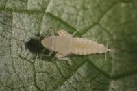 Nahaufnahme eines winzigen, hellen Insekts, das auf einem grünen Blatt ruht. Es hat verlängerte Antennen und einen segmentierten Körper.