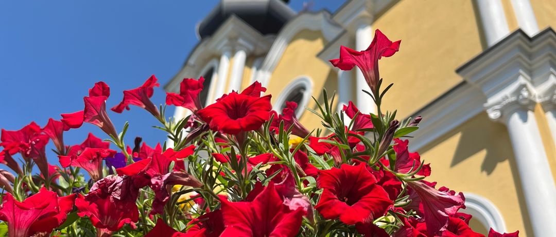 Ein Nahaufnahme von leuchtend roten Blumen mit grünen Blättern, vor einer gelben und weißen Kirche mit einer goldenen Kuppel auf der Spitze.