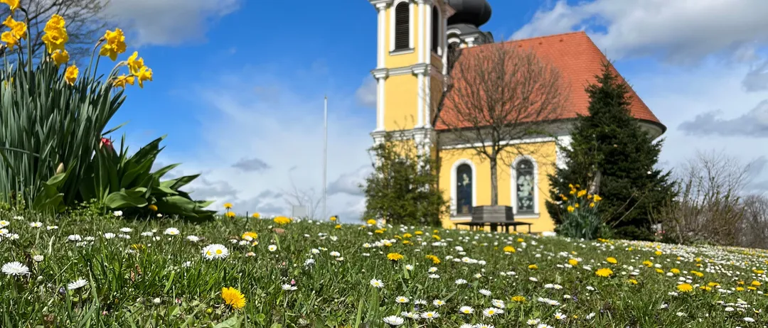 Eine kleine gelbe Kirche mit einem roten Dach ist von einem großen Feld gelber und weißer Blumen umgeben.