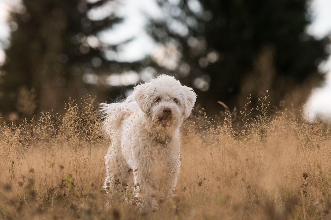 Ein weißer Hund mit lockigem Fell steht in einem hohen Grasfeld, mit Bäumen im Hintergrund.