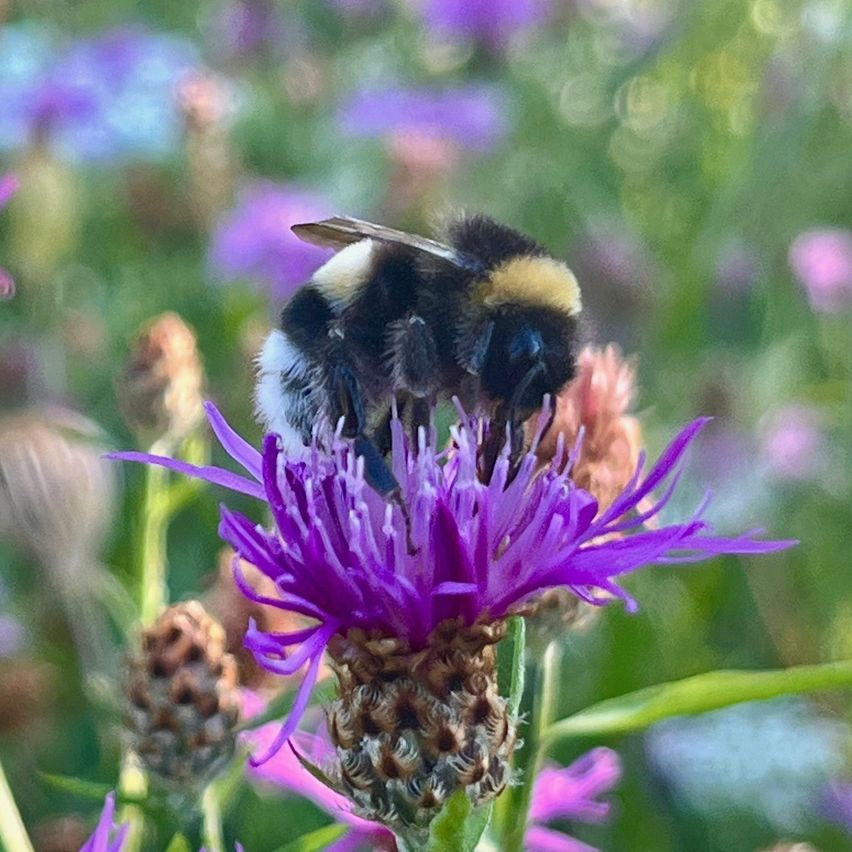Eine Hummel ruht auf einer lila Blume, umgeben von einem Feld bunter Blüten im Hintergrund.