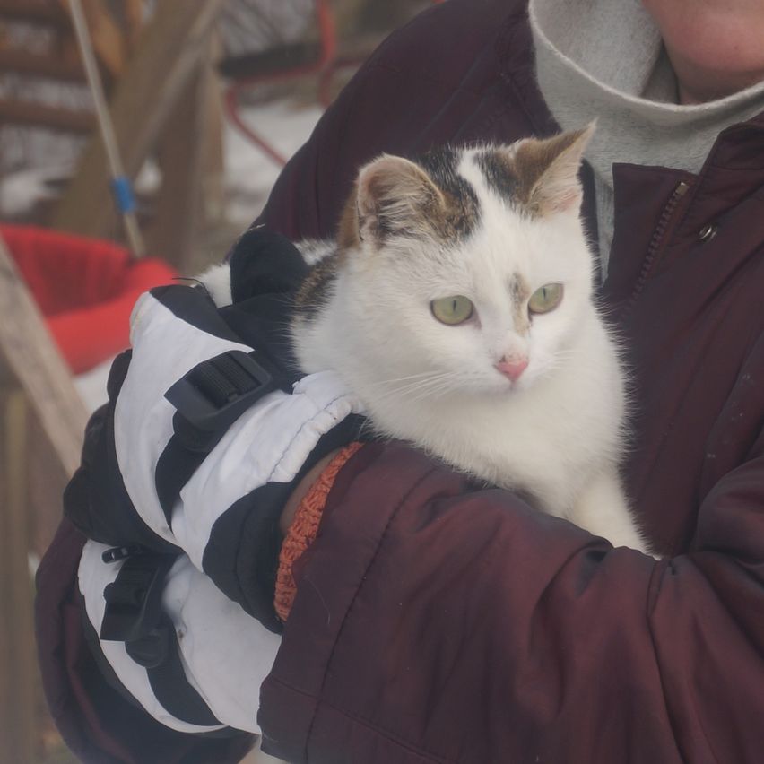 Eine Person mit Handschuhen hält eine Katze in den Armen. Die Katze hat weißes Fell mit schwarzen und braunen Flecken an den Ohren und im Gesicht.