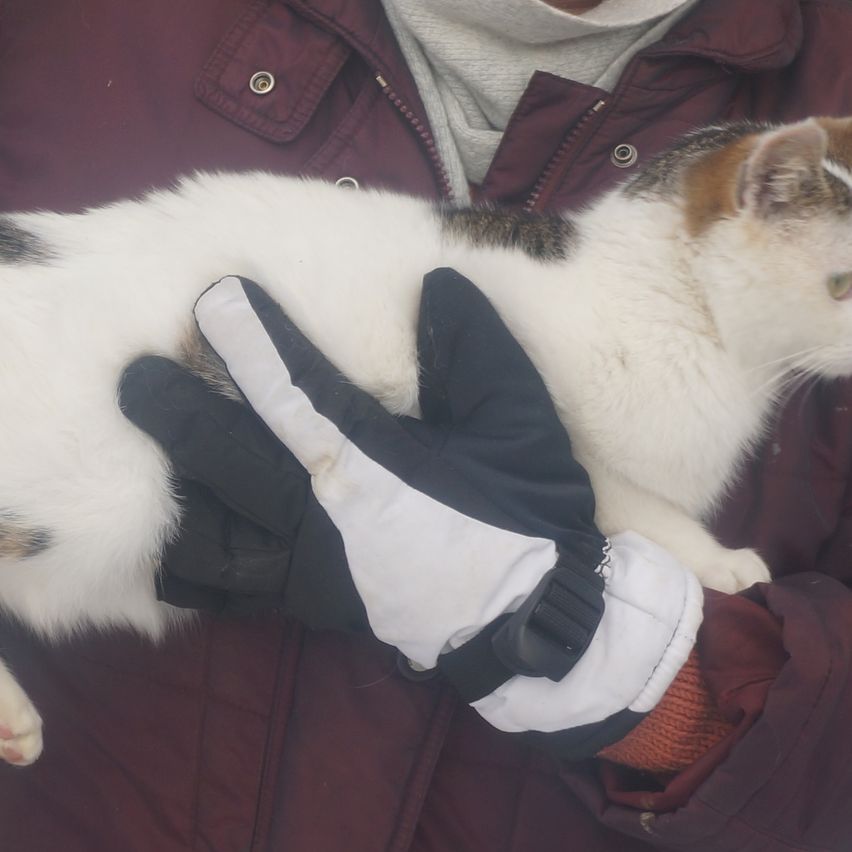Eine Person in einer burgunderroten Jacke hält eine Katze in den Händen. Die Katze ist weiß mit braunen Flecken. Die Person trägt schwarze und weiße Handschuhe.