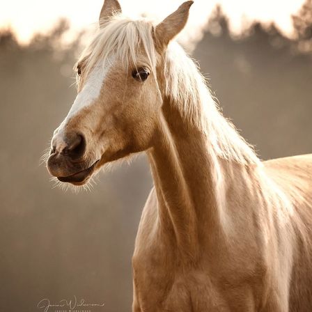 Bild enthält, Animal, Colt Horse, Horse, Mammal, Stallion