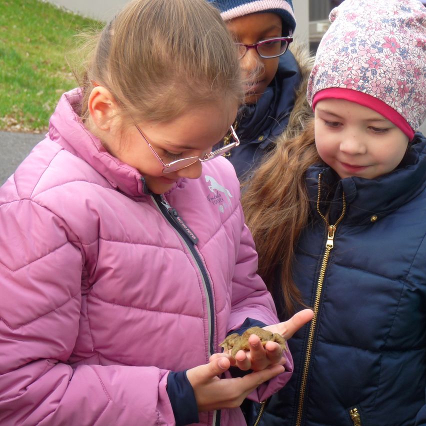 Zwei Mädchen in rosa und blauen Jacken betrachten einen kleinen Frosch in ihren Händen. Eines der Mädchen trägt eine Brille. Hinter ihnen beobachtet ein weiteres Kind in einer Mütze. Sie sind draußen, wo Gras und ein Weg sichtbar sind.