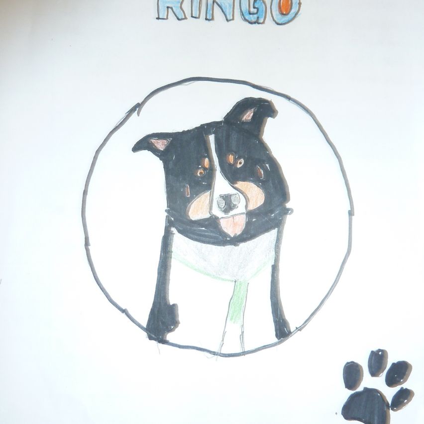 A hand-drawn image of a black and white dog named Ringo, with a paw print below.