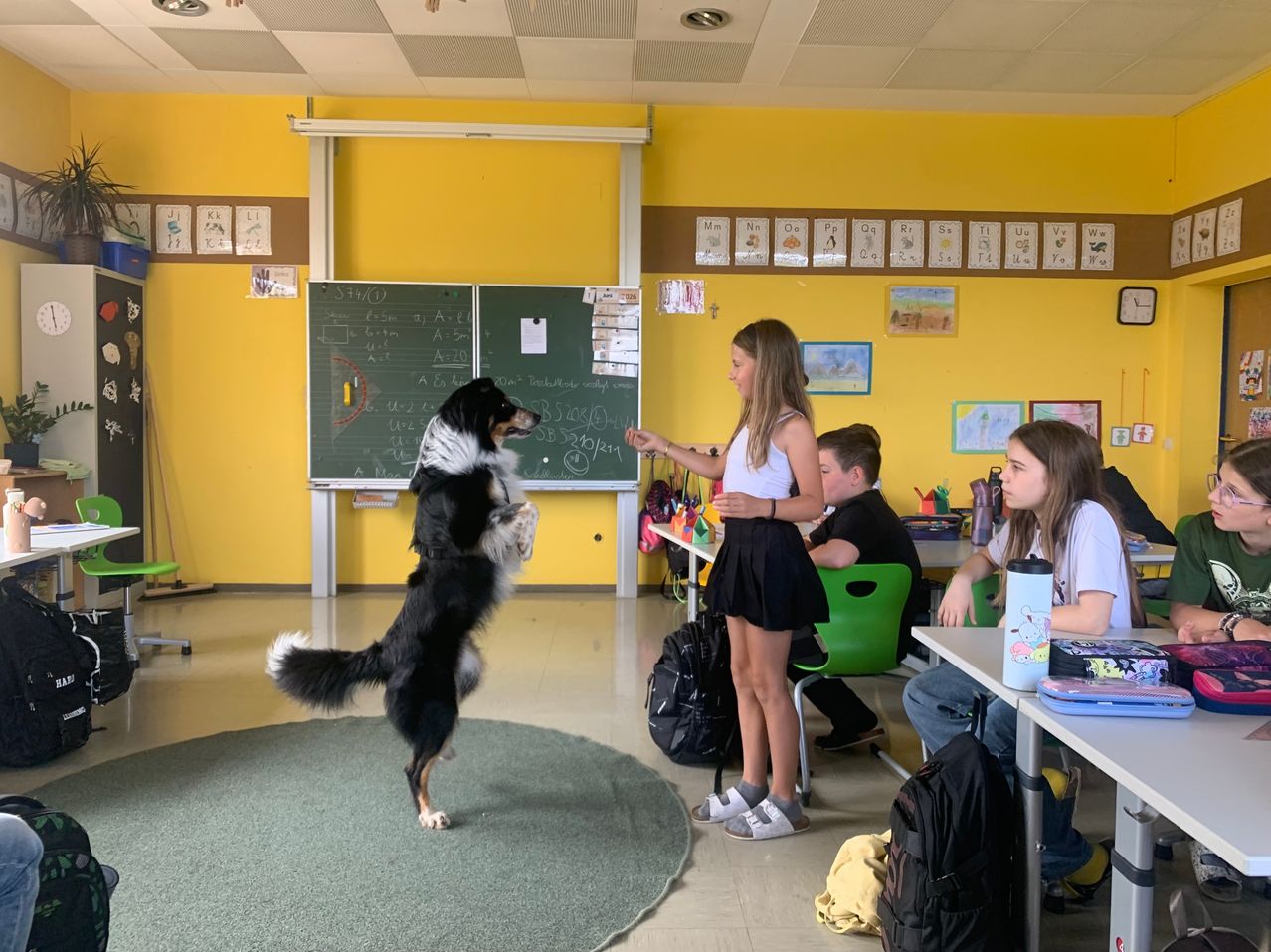 A girl is teaching a dog to stand on its hind legs in a classroom. The dog is black and white, and the girl is wearing a white tank top and black skirt. There are other students sitting at desks in the background.