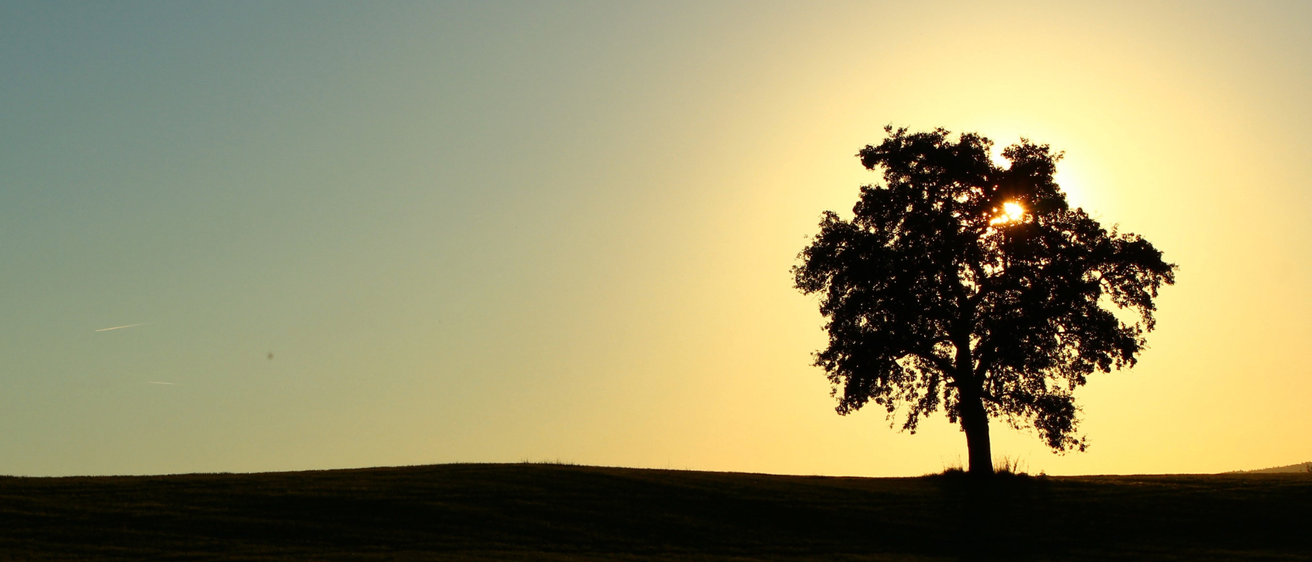 Eine Silhouette eines Baumes steht allein auf einem Hügel, während die Sonne untergeht und ein warmes Licht ausstrahlt.
