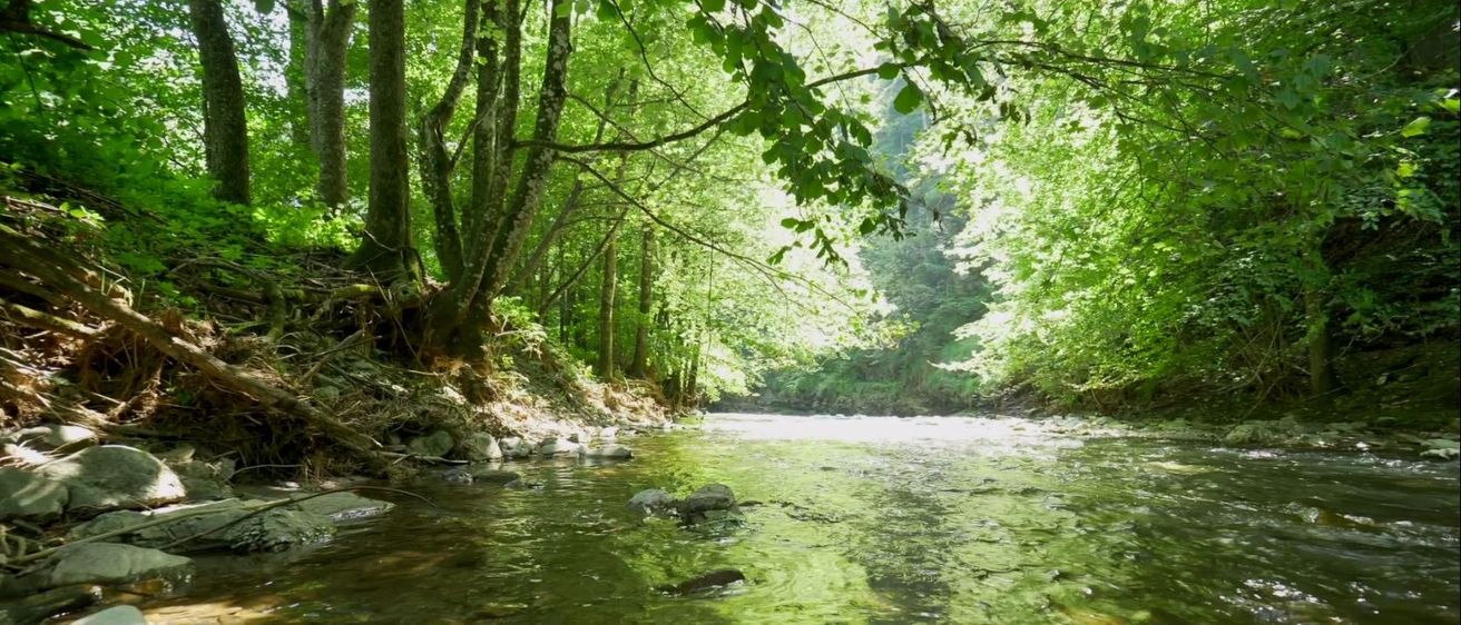 Bild enthält, Vegetation, Green, Jungle, Nature, Outdoors, Rainforest, Stream, Woodland, Creek, Grove