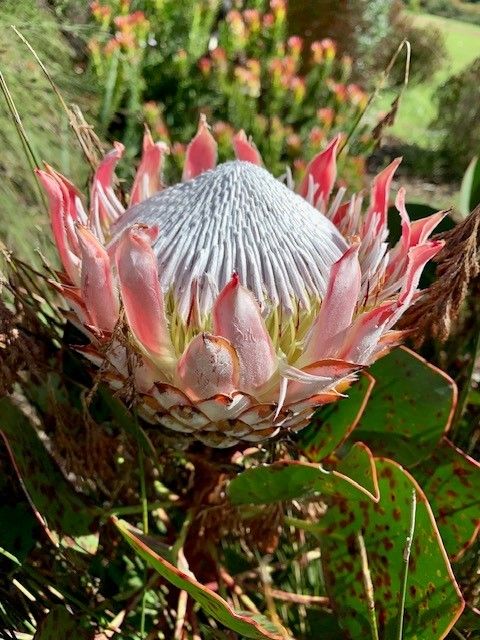 Eine Nahaufnahme einer rosa-weißen Protea-Blume in einem Garten mit grünen Blättern und einem verschwommenen Hintergrund.