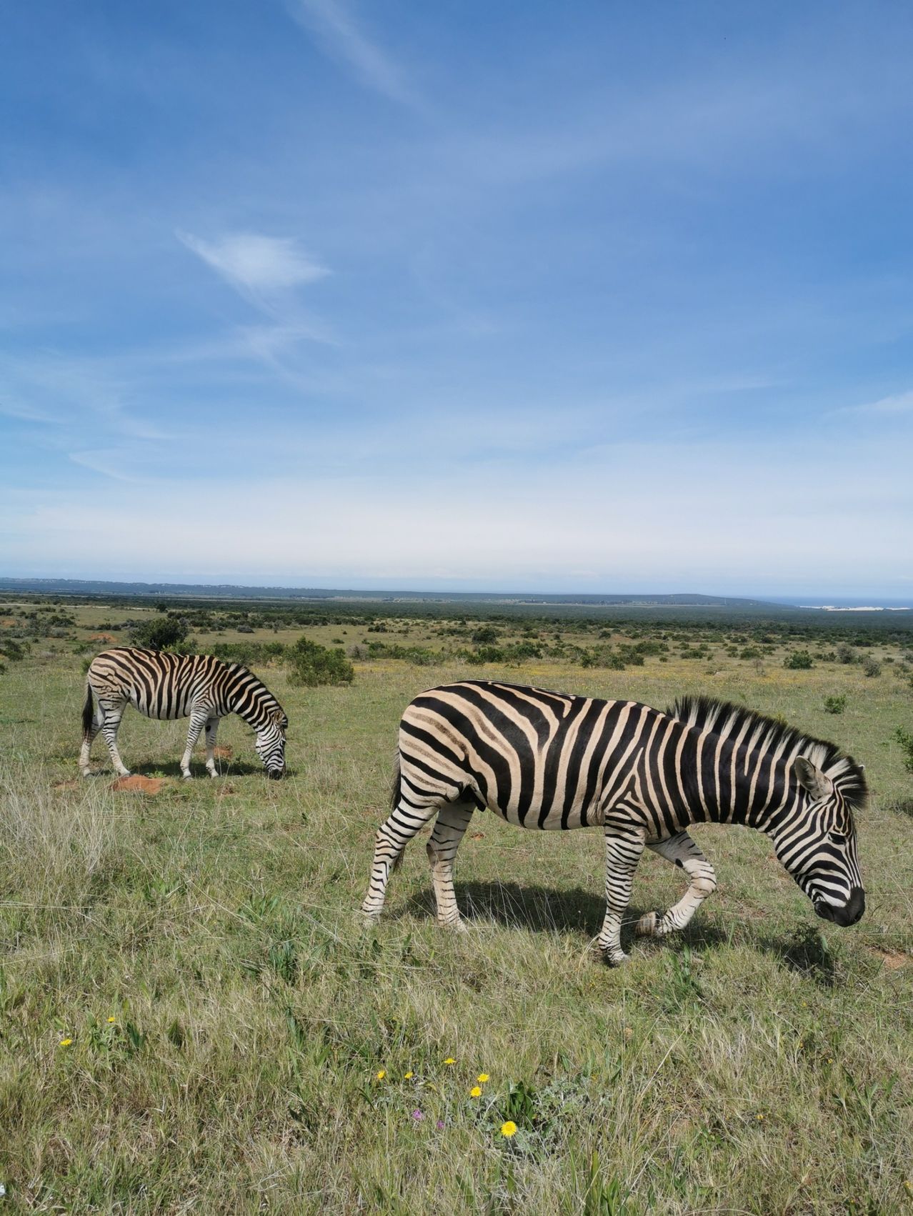 Zwei Zebras grasen auf einer grasbewachsenen Wiese unter einem blauen Himmel. Das Zebra auf der linken Seite beugt sich herunter, um zu fressen, während das Zebra auf der rechten Seite geht.