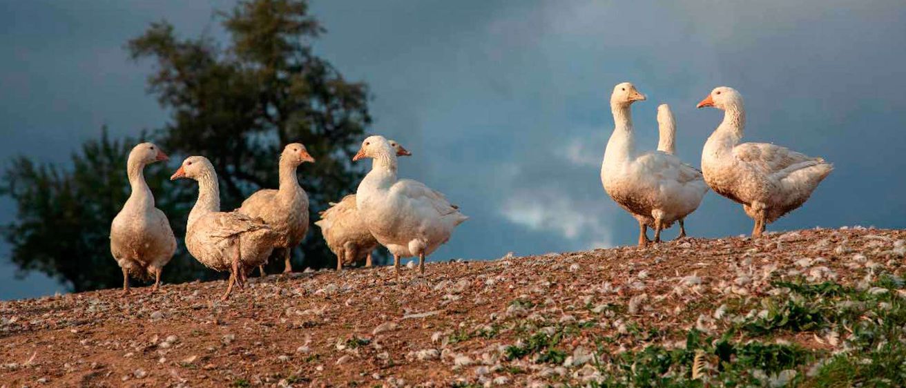 Eine Gruppe weißer Gänse steht auf einem Erdhügel unter einem bewölkten Himmel. Sie schauen in verschiedene Richtungen.
