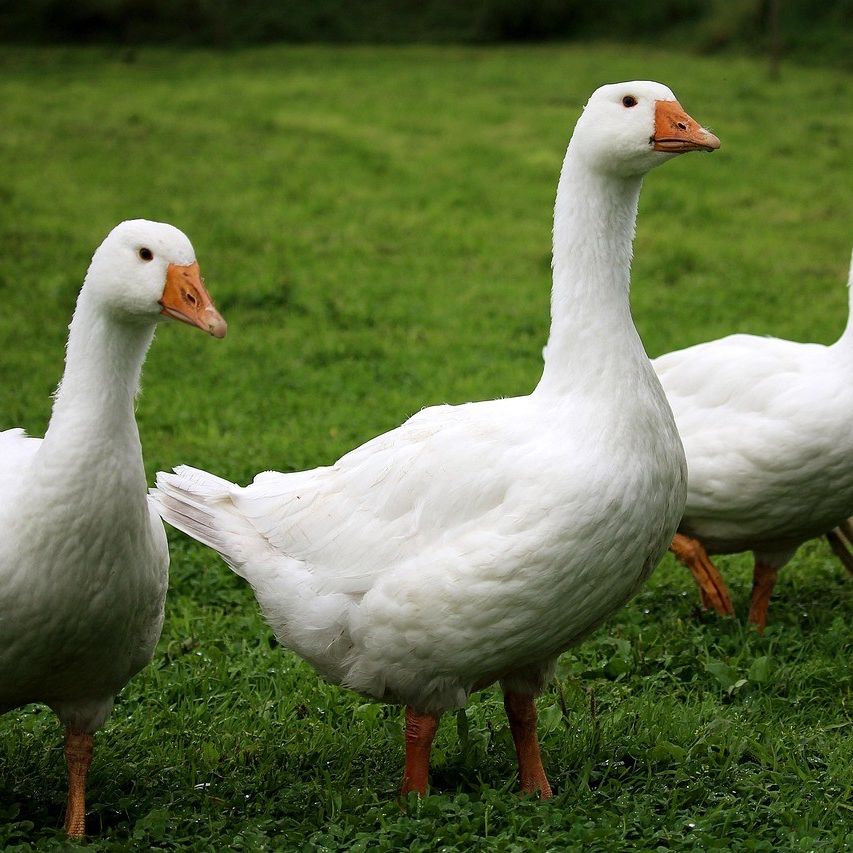 Drei weiße Gänse mit orangefarbenen Schnäbeln und Füßen stehen auf einem grünen Feld.