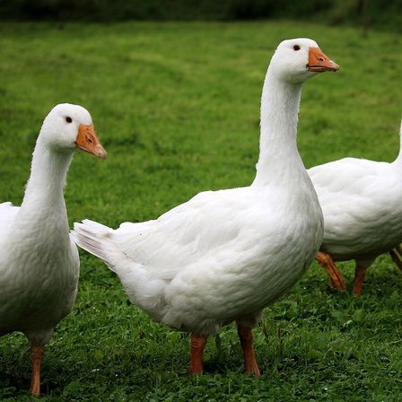 Drei weiße Gänse mit orangefarbenen Schnäbeln und Füßen stehen auf einem grünen Feld.