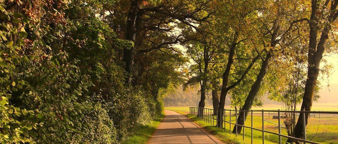 Ein ruhiger Landweg gesäumt von hohen Bäumen und einem Metallzaun. Grüner Rasen und Büsche umgeben den Pfad, ein Feld ist in der Ferne sichtbar.