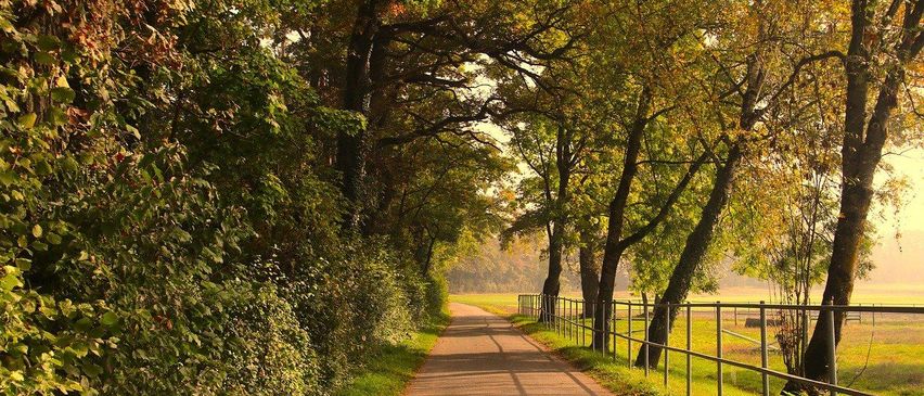 Ein ruhiger Landweg gesäumt von hohen Bäumen und einem Metallzaun. Grüner Rasen und Büsche umgeben den Pfad, ein Feld ist in der Ferne sichtbar.
