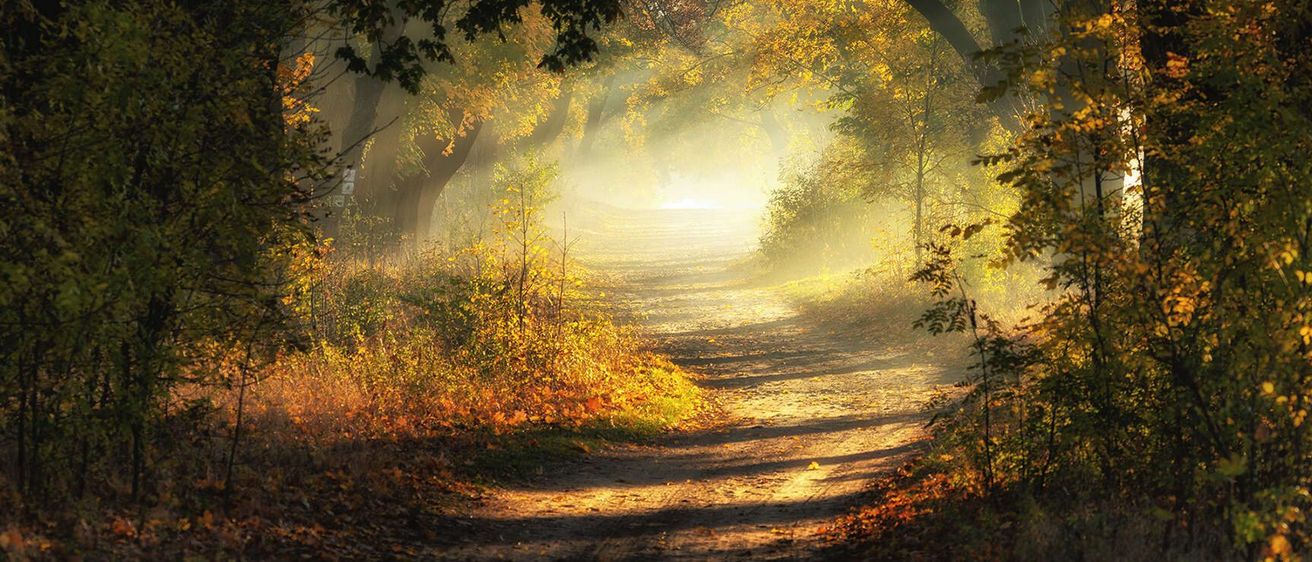 Ein nebliger Waldweg mit Sonnenlicht, das durch die Bäume fällt. Der Weg ist schmal und führt tiefer in den Wald hinein.