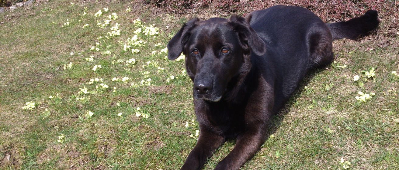 Ein schwarzer Labrador Retriever liegt auf dem Gras mit einigen kleinen weißen Blumen. Der Hund schaut geradeaus.